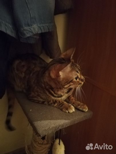 Бенгальская кошка