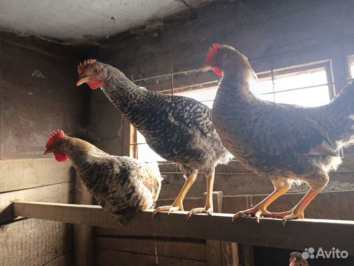 Доминанты петушки