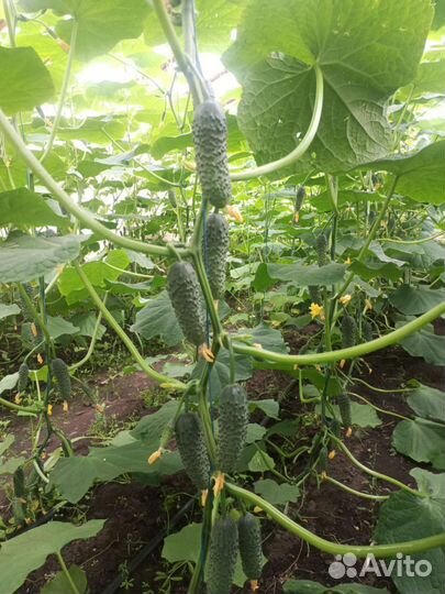 Вкусные и сладкие огурцы