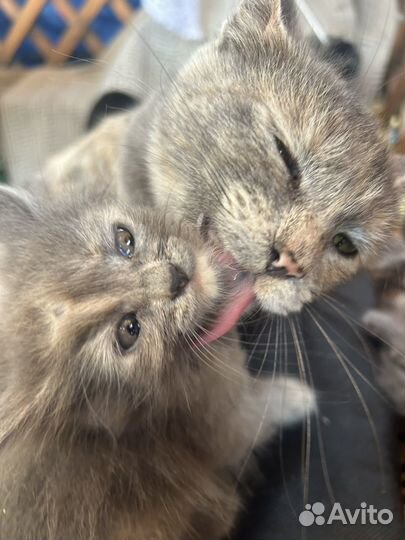 Котята в дар бесплатно