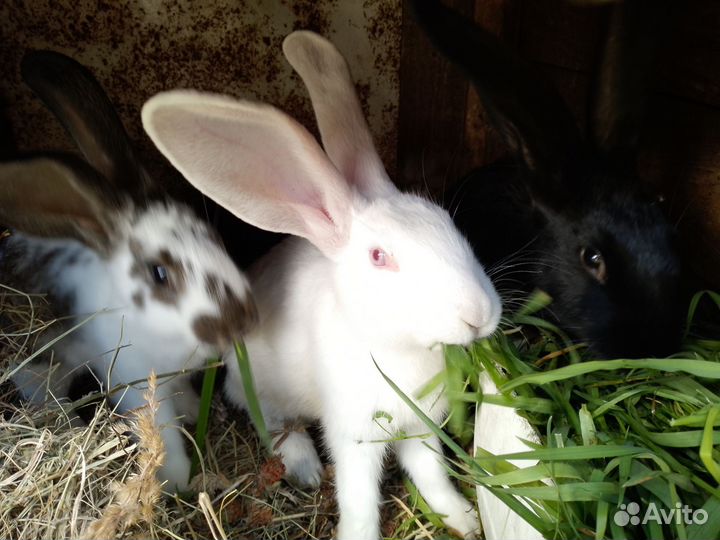Кролики мясных пород