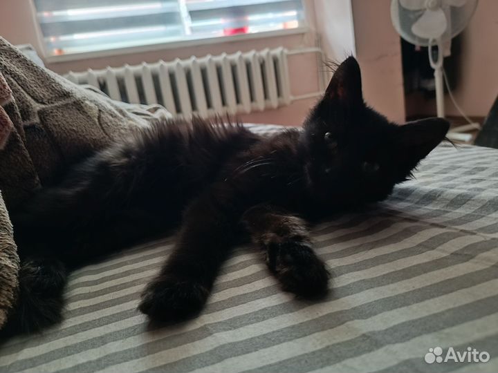 Котенок в добрые руки
