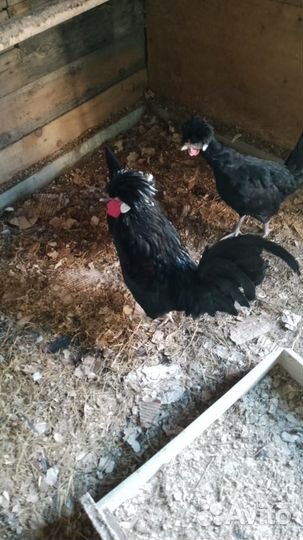 Петухи домашние