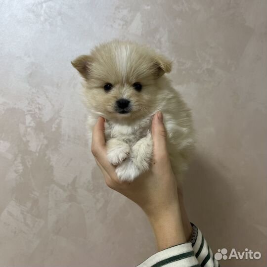 Померанский шпиц