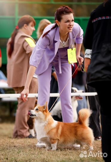 Хендлер/кинолог