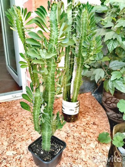 Эуфорбия (молочай)