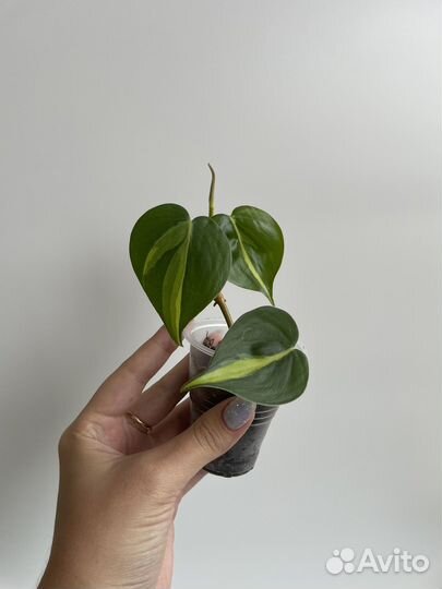 Филодендрон сканденс бразил