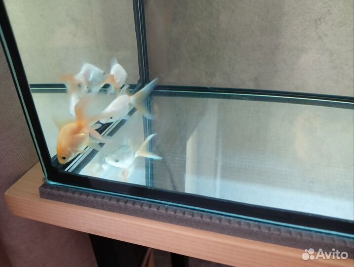 Аквариумные рыбки