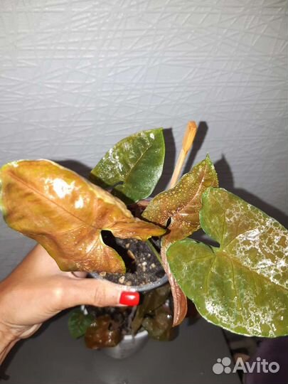 Домашние цветы