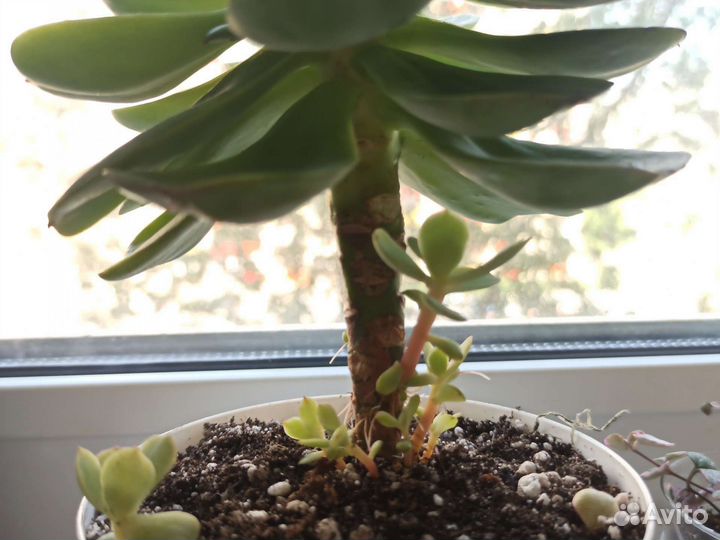 Эхеверия Peach pride