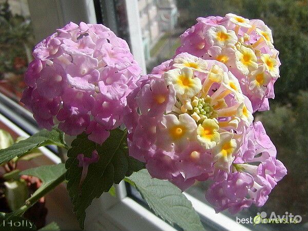 Сортовые Лантаны, Плекрантус (Мята)