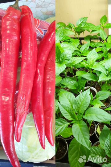 Перец острый