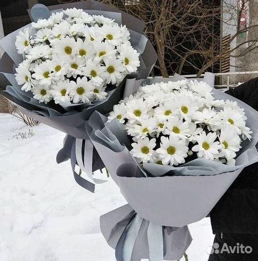 Хризантема