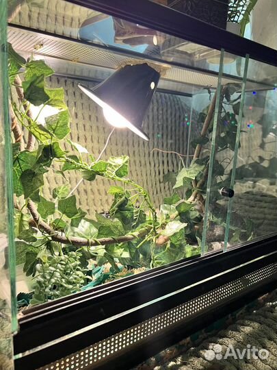 Маисовый полоз с террариумом