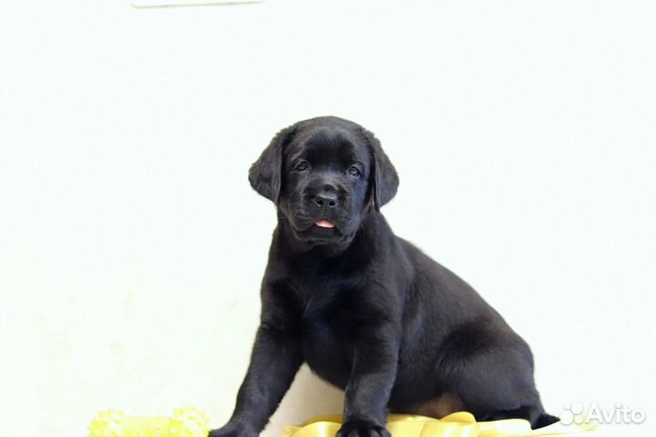 Щенки лабрадора