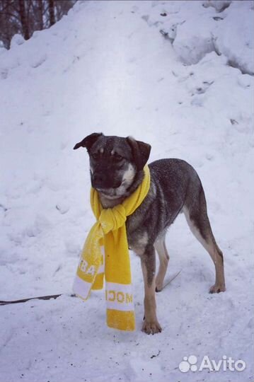 Молодой Пёс Ярик ищет дом