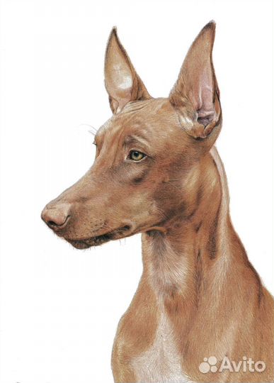 Портрет собаки или кошки на заказ