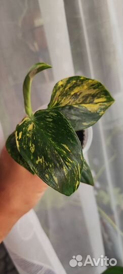 Филодендрон white wizard