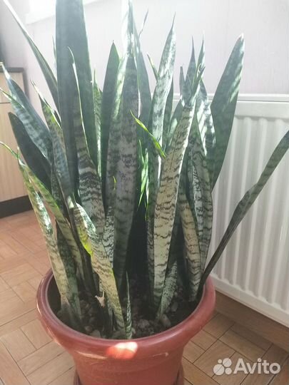 Продам Сансевиерию Или Тёщин язык