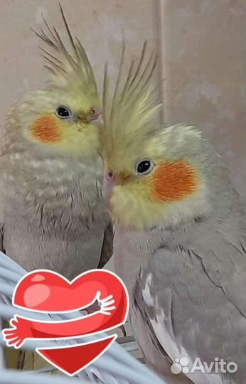 Попугаи птенцы волнистики, чехи, кареллы