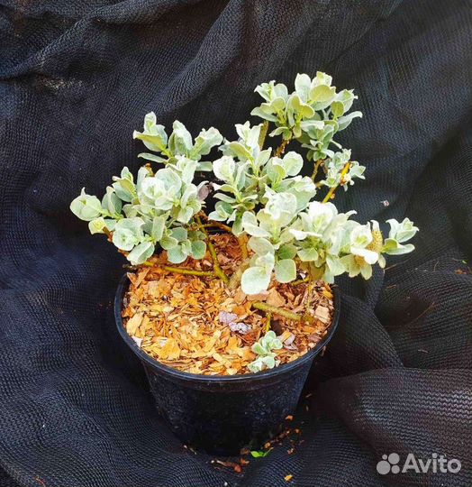 Ива мохнатая шерстистая