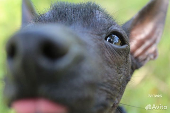 Ксоло щенки