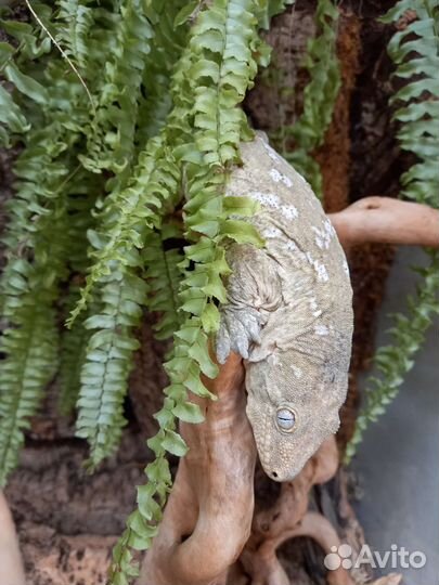 Гиганский бананоед