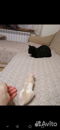 Крыса с клеткой бесплатно