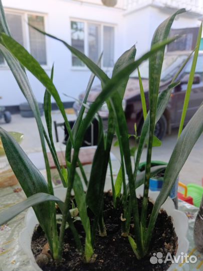 Сенсиверия