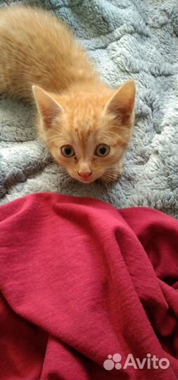 Отдам бесплатно