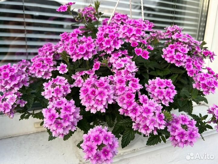 Вербена вегетативная