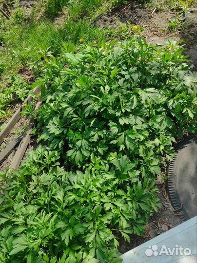 Рудбекия золотой шар