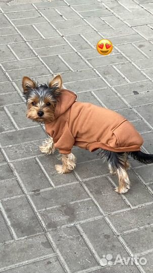 Случка собак