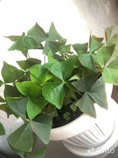 Оксалис кислица цветок любви