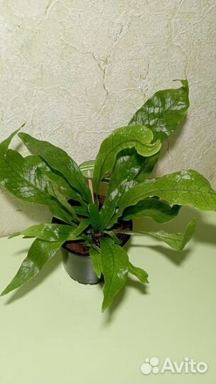 Папоротник микросорум Крокодил