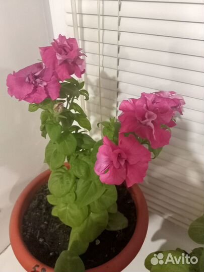 Продам цветы