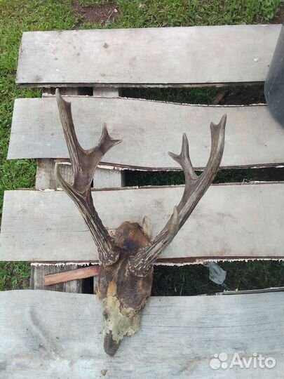 Рога косули