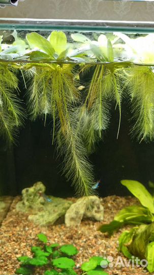 Пистия (аквариумное растение)