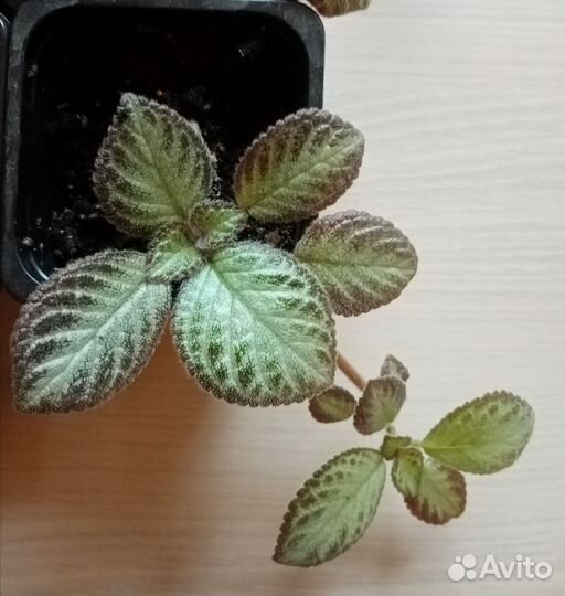 Эписция с детками