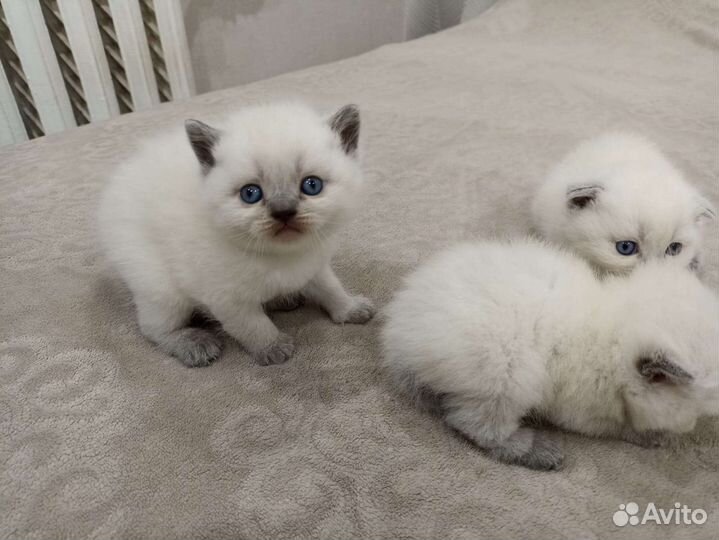 Кукольные шотландские детки