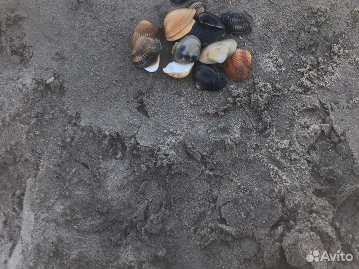 Ракушки для поделок