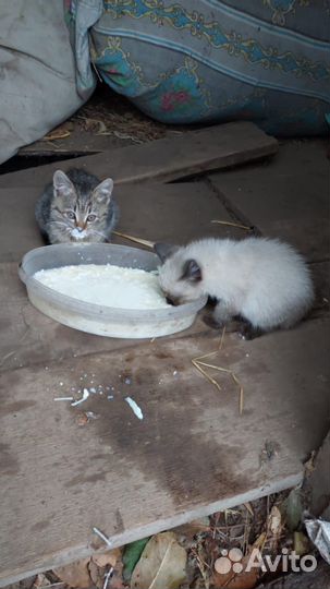 Котята в добрые руки