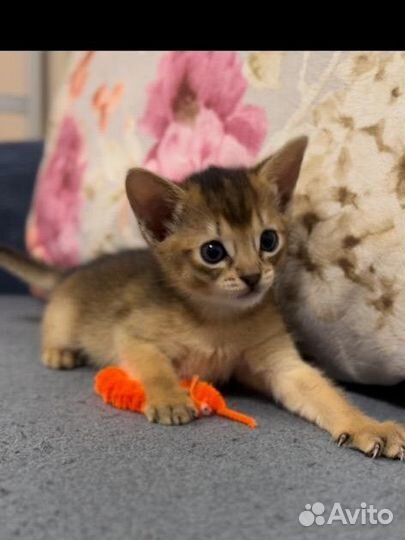 Абиссинские котята