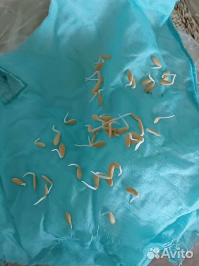 Тыква груша