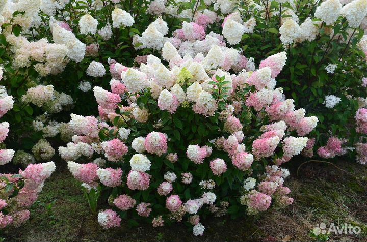 Гортензии метельчатые, древовидные и крупнолистные