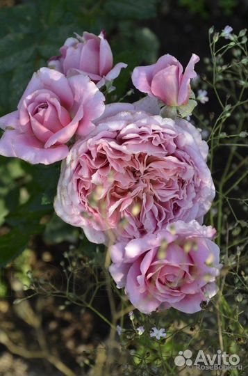 Японская Роза Robe a la francaise/Француз.платье