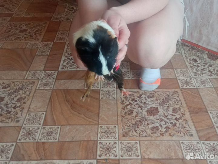 Отдам в хорошие руки бесплатно Мальчик 6 мес