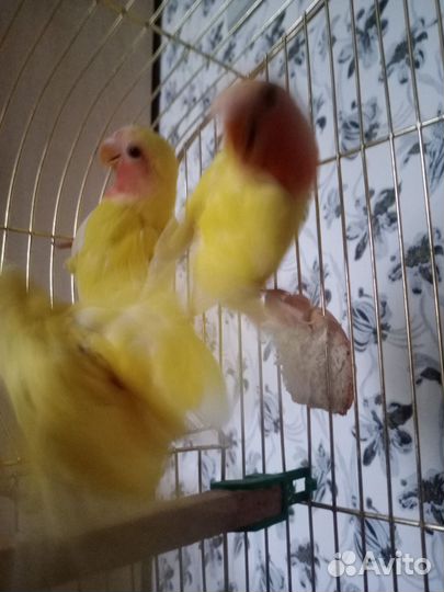 Попугай неразлучники