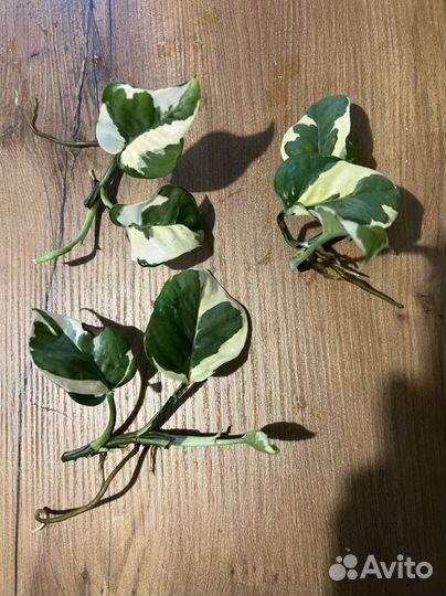 Хлорофитум. Сциндапсус эпипремнум