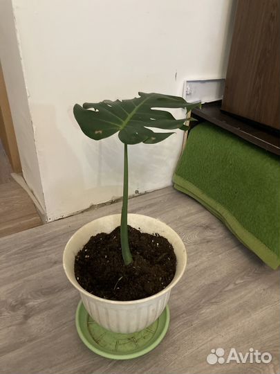 Комнатные цветы (много)